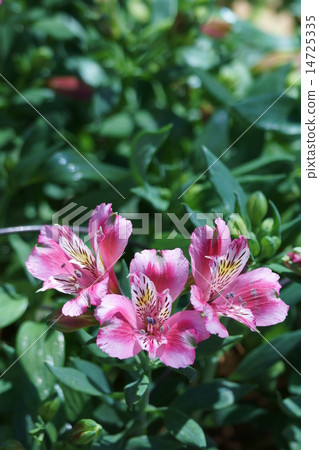 我叫Yuri Naruzen Alstroemeria。 14725335