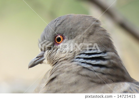Turtledove  14725415