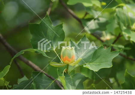 尤里樹花這是名字的由來。 14725438