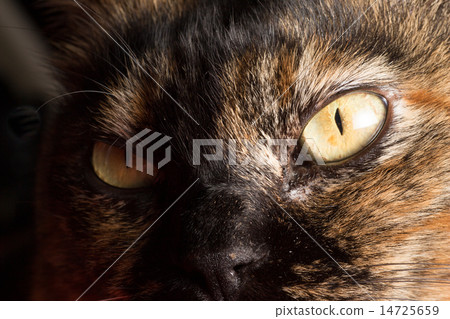 貓的臉 14725659