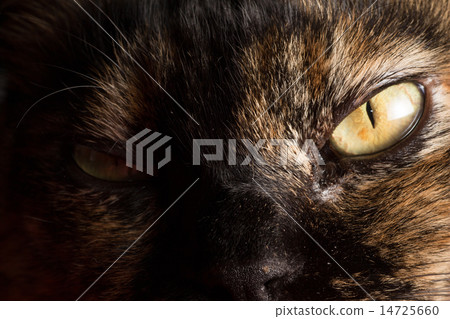 生鏽的貓 14725660