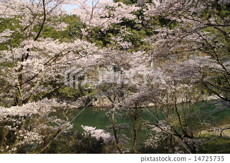 Tategamikai Tategamikai 14725735