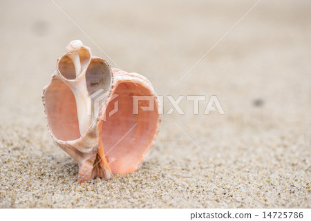 Shell on the beach - copy space Shell on the beach - copy space 14725786