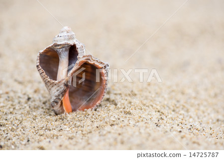 Shell on the beach - copy space Shell on the beach - copy space 14725787
