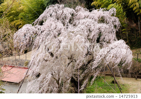 Bamboo cherry blossoming in the wind Tsuraku Nishikoen Bamboo cherry blossoming in the wind Tsuraku Nishikoen 14725913