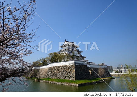 岸和田城堡在春天 14726133