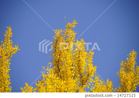 Ginkgo burning in the sky Ginkgo burning in the sky 14727115