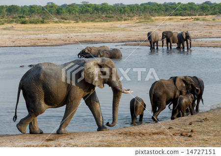 herd of African elephants drinking at waterhole 14727151