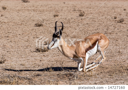 Springbok Antidorcas marsupialis in Kgalagadi Springbok Antidorcas marsupialis in Kgalagadi 14727160