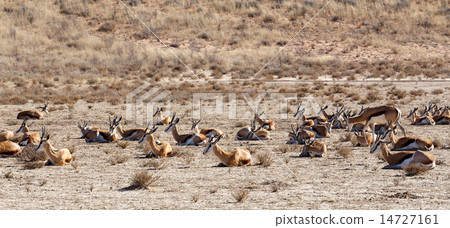 herd of springbok herd of springbok 14727161