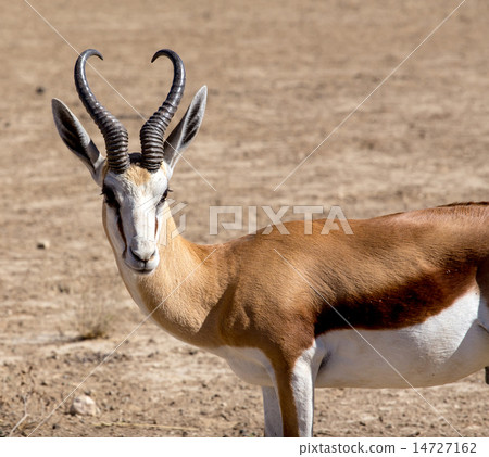 Portrait of Springbok Antidorcas marsupialis 14727162