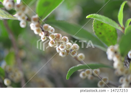 Hisakaki的花 Hisakaki的花 14727253