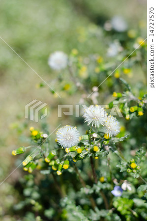 歐洲千里光 14727570