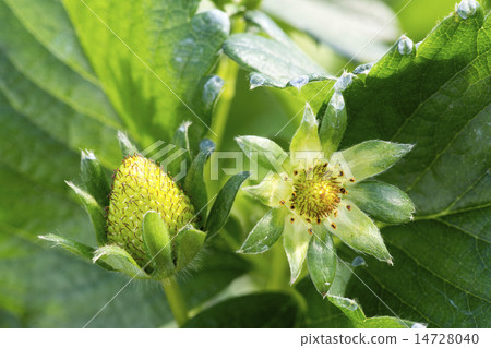 Immature strawberry fruit (ancient capital) 14728040