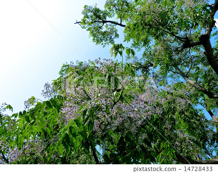 Sendan Flower 14728433