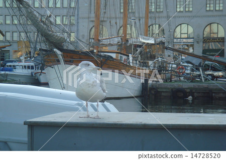 A fat gull at the port of Finland A fat gull at the port of Finland 14728520