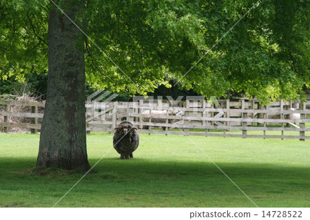 Sheep are pounding Sheep are pounding 14728522