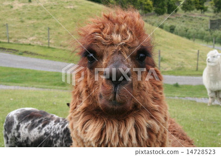 Alpaca and staring Alpaca and staring 14728523