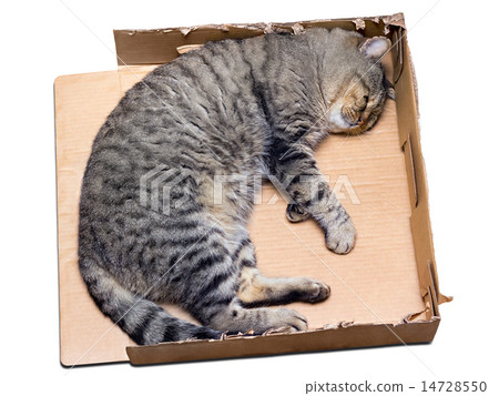 cat sleeping in a cardboard box 14728550