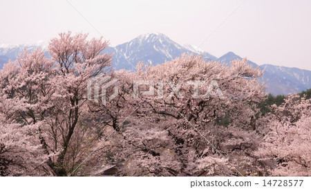 Snow and cherry blossoms 14728577