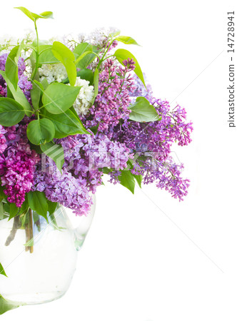 Lilac in vase 14728941