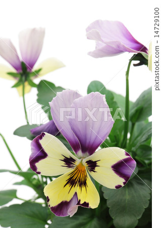 Pansy 14729100