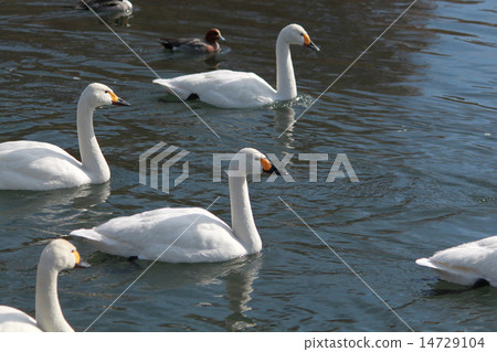 New Year's cards Rooster year swan duck 14729104