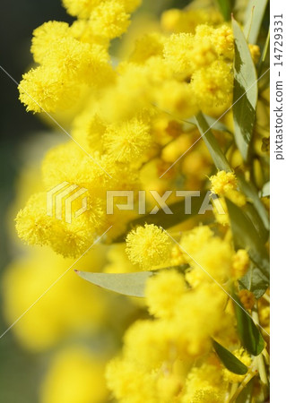 Up of Acacia Half Moon 14729331