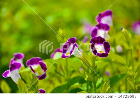 Torenia 14729695