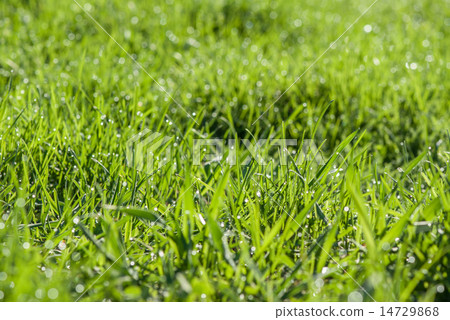 Green grass 14729868
