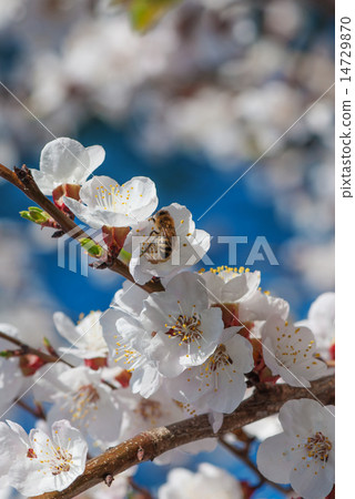 Bee collects nectar 14729870