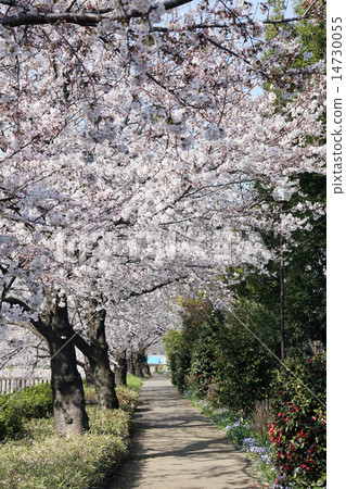 Cherry blossoms in full bloom and blue sky 14730055