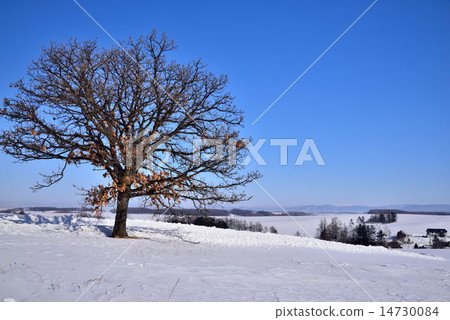 Biei in winter 14730084