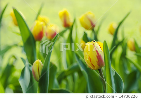 Yellow beautiful tulips Yellow beautiful tulips 14730226