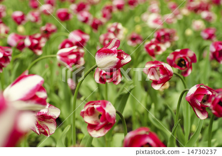Pink beautiful tulips Pink beautiful tulips 14730237