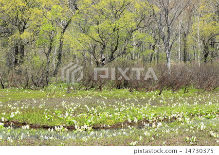 Water basho and fresh green Ozegahara Water basho and fresh green Ozegahara 14730375