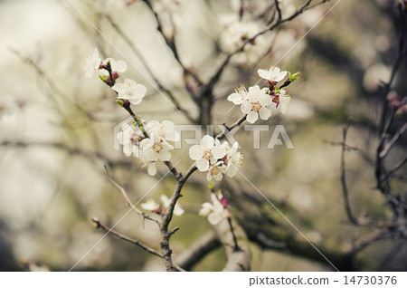 Apricot tree flower Apricot tree flower 14730376
