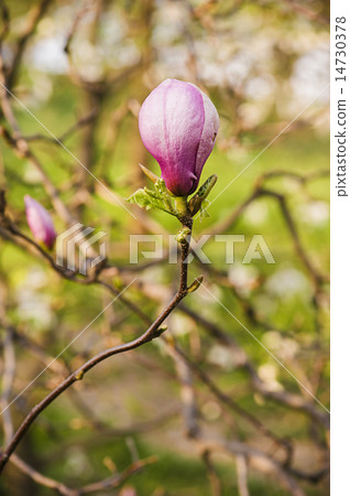 Magnolia flowers Magnolia flowers 14730378