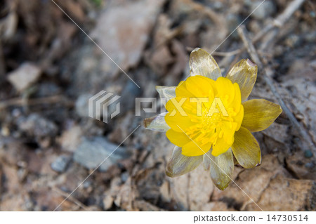Adonis ramosa Adonis ramosa 14730514