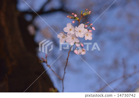 Cherry Blossoms Cherry Blossoms 14730742
