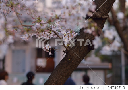 Cherry Blossoms Cherry Blossoms 14730743