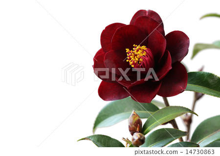 山茶花·夜騎手 14730863