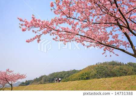 Kawazu cherry blossoms scenery 14731388