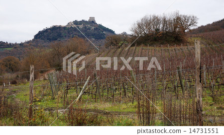Vineyard in the winter Vineyard in the winter 14731551