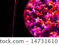 Goldfish   14731610