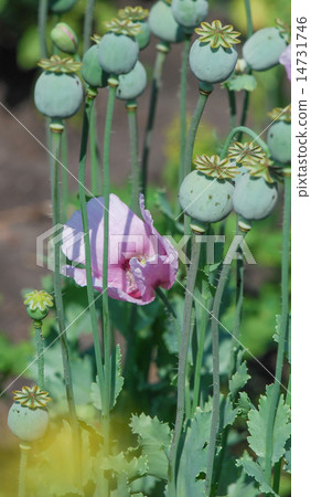 Opium poppy 14731746