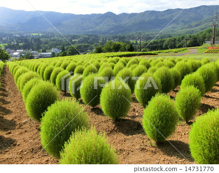 Hirugano Plateau Kokia 14731770