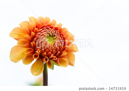 Dahlia variety (Hara) Dahlia variety (Hara) 14731919