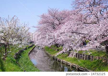 Shogoegawa River in the Edo Kawagoe Spring Festival cherry blossoms in full bloom 14732125