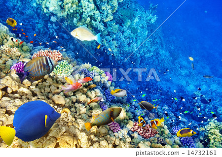 Underwater world with corals and tropical fish. Underwater world with corals and tropical fish. 14732161